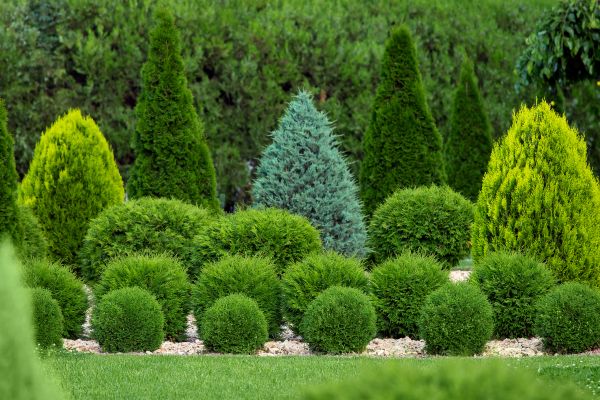 Cost of Bush Shaping Service in Zionsville