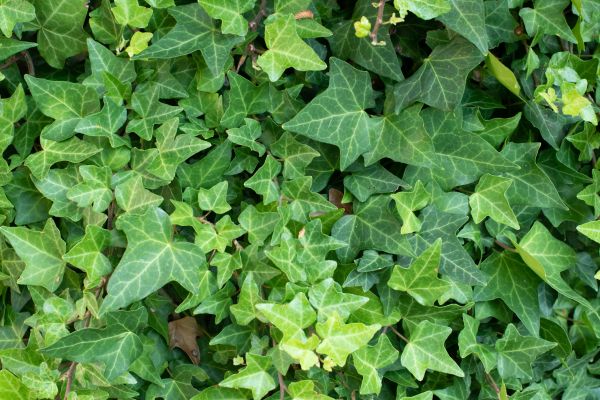 Cost of English Ivy Removal in Zionsville