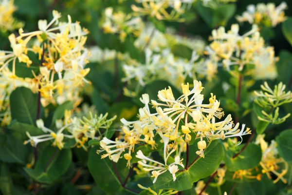 Cost of Honeysuckle Removal in Zionsville
