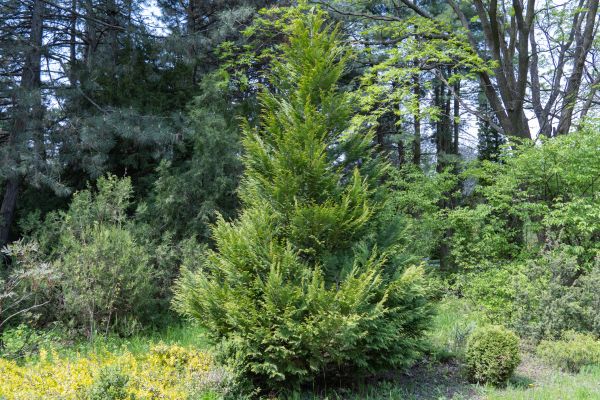 Cost of Juniper Pruning in Zionsville