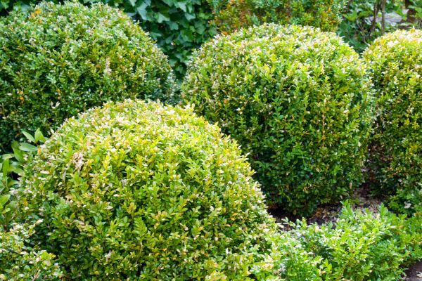 Cost of Landscape Trimming Service in Zionsville