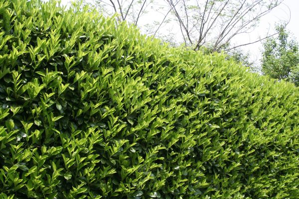 Cost of Laurel Removal in Zionsville