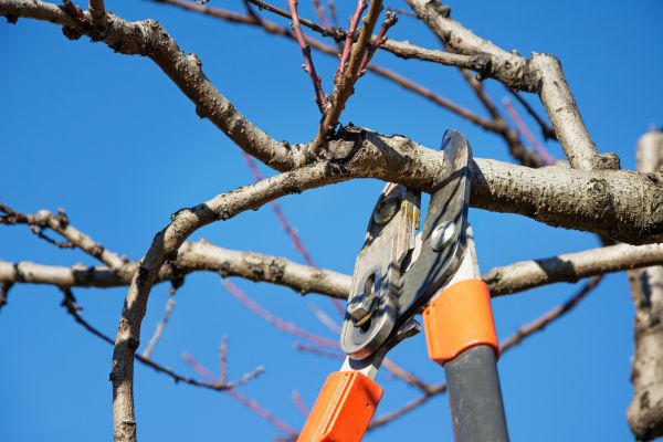 Cost of Pruning Service in Zionsville
