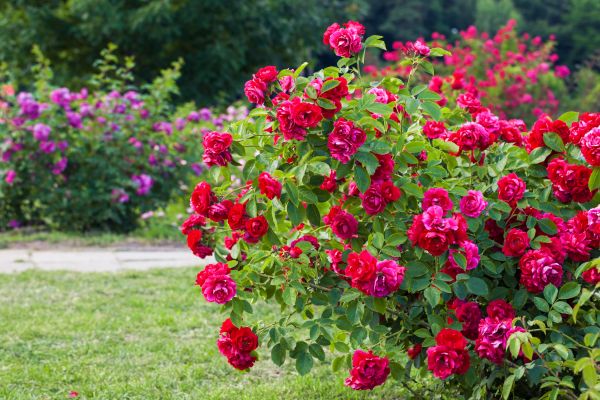 Cost of Rose Bush Pruning in Zionsville