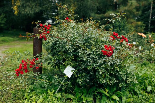 Cost of Rose Bush Removal in Zionsville