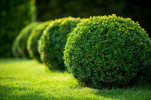 Cost of Shrub Cutting in Zionsville