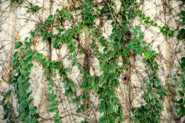 Cost of Vine Removal Service in Zionsville