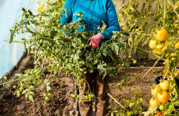 Cost of Garden Plant Removal in Zionsville