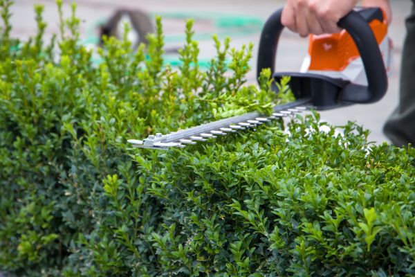 Cost of Hedge Shearing in Zionsville