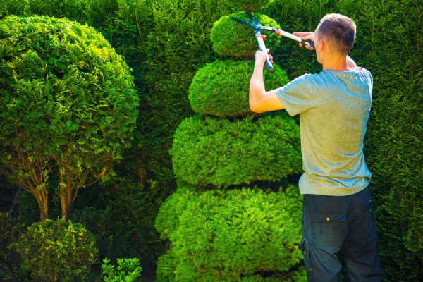 Cost of Topiary Shaping in Zionsville