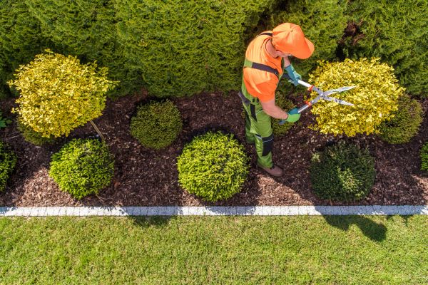 Cost of Topiary Trimming in Zionsville