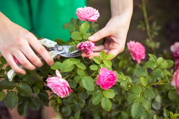 Cost of Rose Shearing in Zionsville