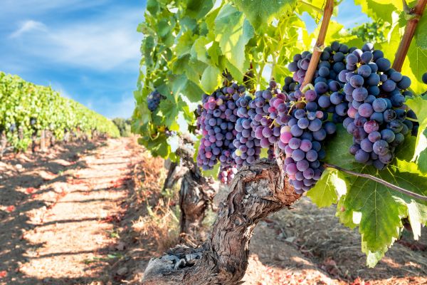 Cost of Grapevine Pruning in Zionsville