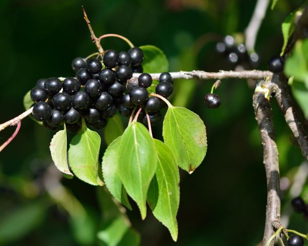 Cost of Buckthorn Removal in Zionsville