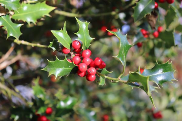 Cost of Holly Tree Trimming in Zionsville