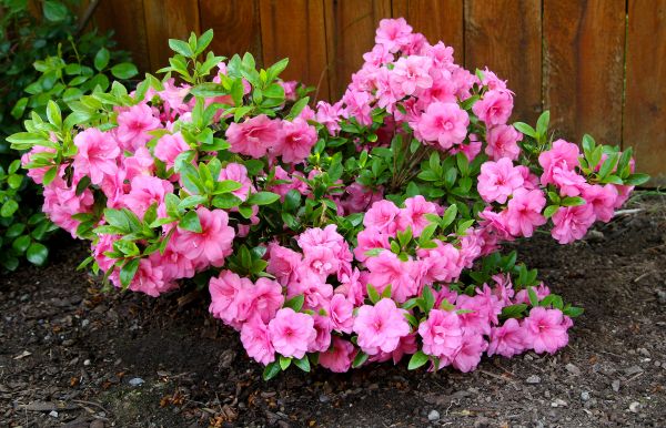 Cost of Azaleas Removal in Zionsville