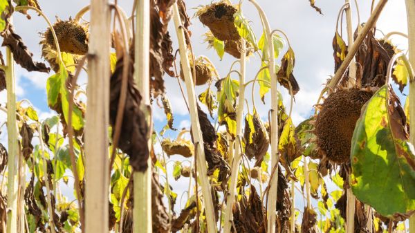 Cost of Dead Plant Removal in Zionsville