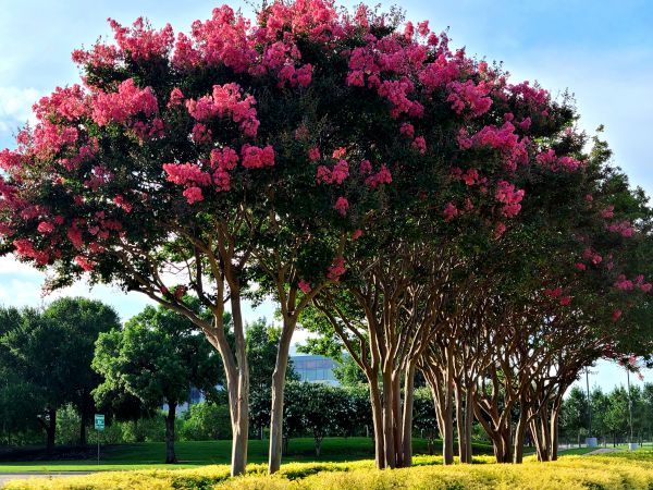Cost of Crepe Myrtle Pruning in Zionsville