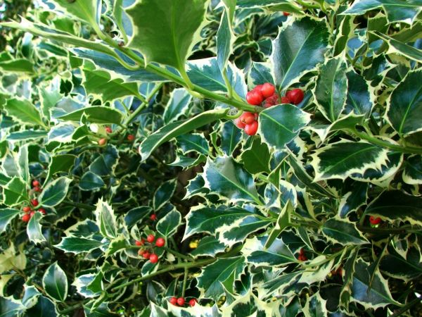 Cost of Holly Bushes Trimming in Zionsville