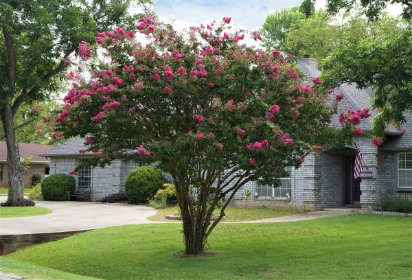 Cost of Crepe Myrtle Trimming in Zionsville