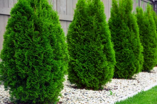 Cost of Arborvitae Removal in Zionsville