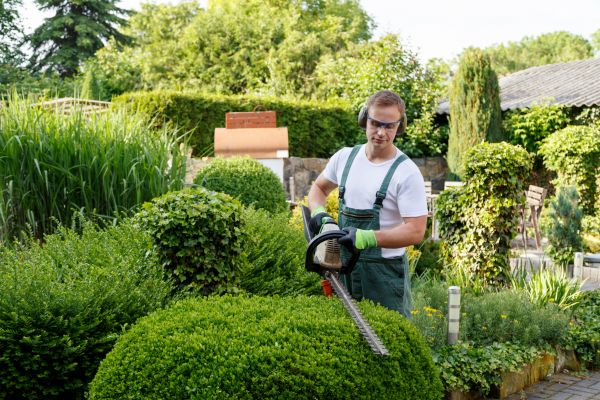 Cost of Shrubs Trimming in Zionsville
