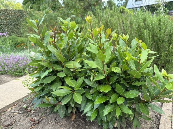 Cost of Laurel Hedge Removal in Zionsville