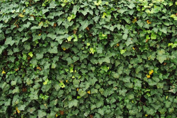 Cost of Ivy Pruning service in Zionsville