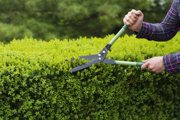 Cost of Evergreen Shrub Pruning in Zionsville