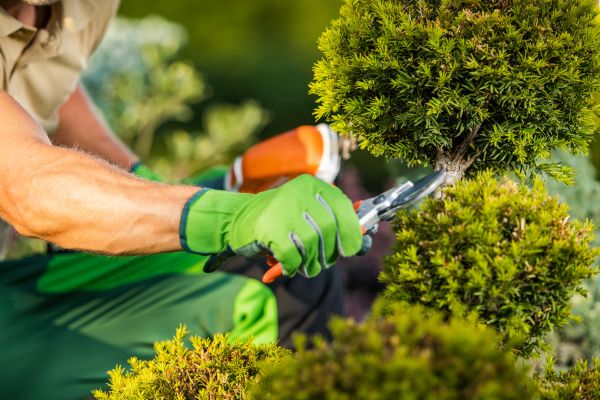 Cost of Landscape Pruning Service in Zionsville