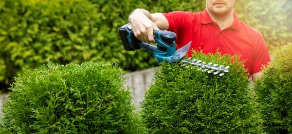 Cost of Hedge Shaping Service in Zionsville