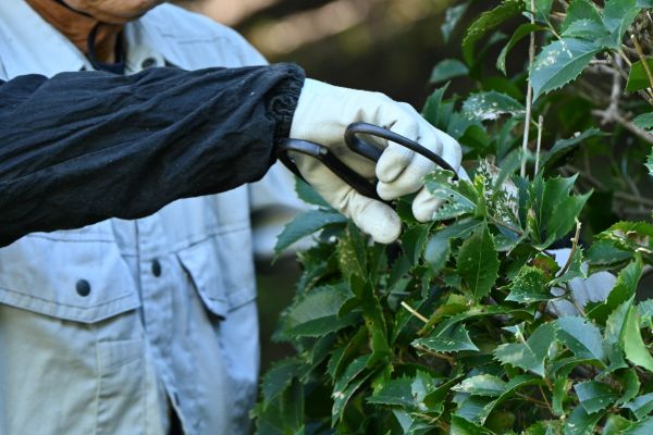 Holly Pruning Service