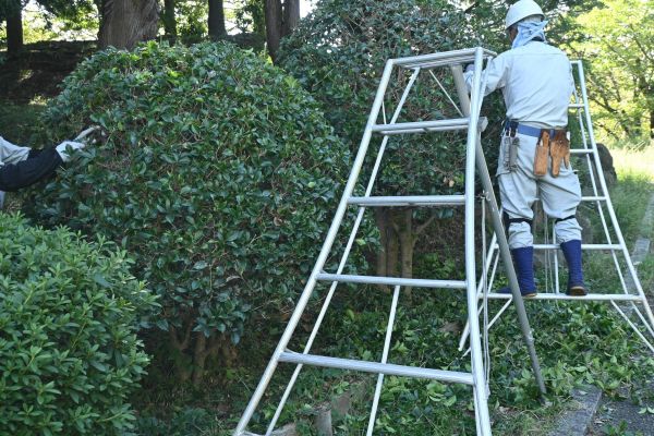Cost of Holly Shaping in Zionsville