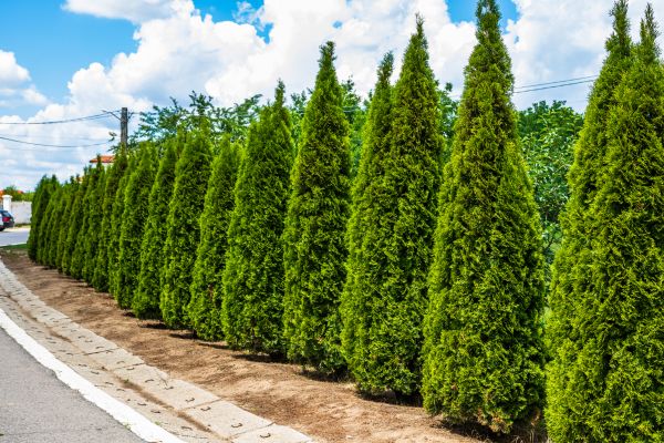 Cost of Arborvitae Shearing in Zionsville