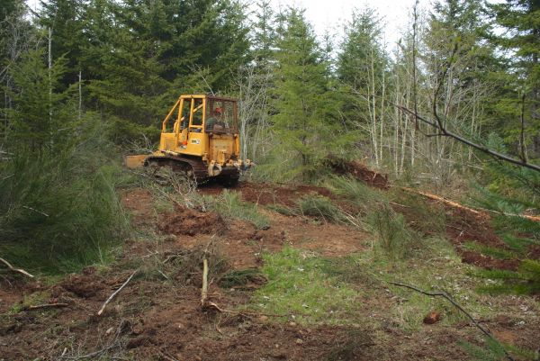 Cost of Shrubbery Clearing in Zionsville