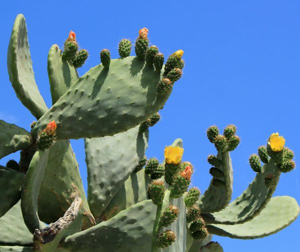 Cost of Cactus Removal in Zionsville