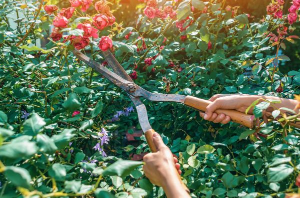 Cost of Knockout Roses Pruning in Zionsville