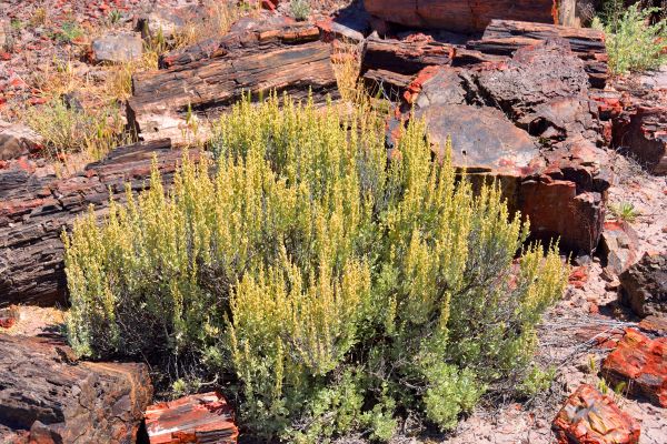 Cost of Sagebrush Removal in Zionsville