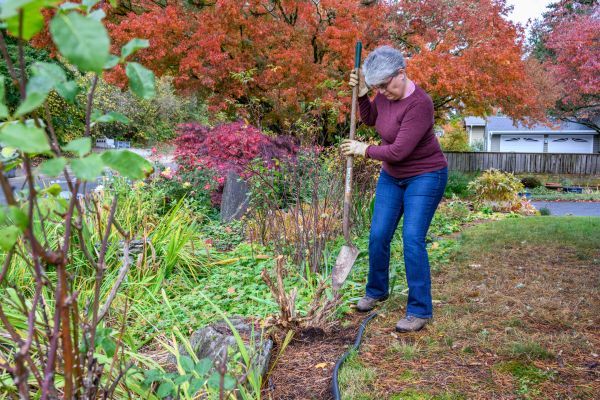 Cost of Dead Bush Removal in Zionsville