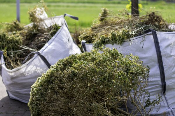 Cost of Dead Shrub Removal in Zionsville