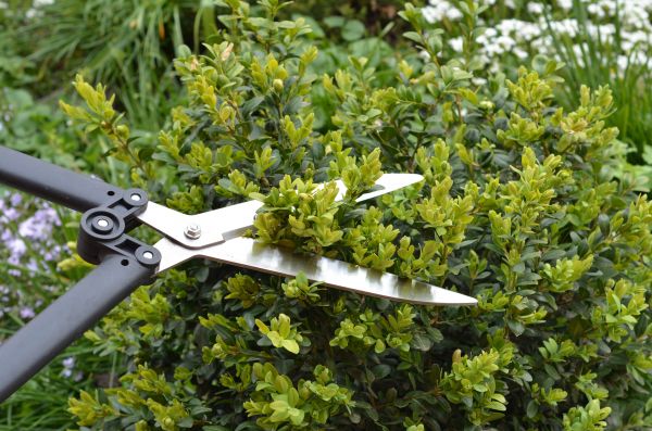 Cost of Boxwood Trimming in Zionsville