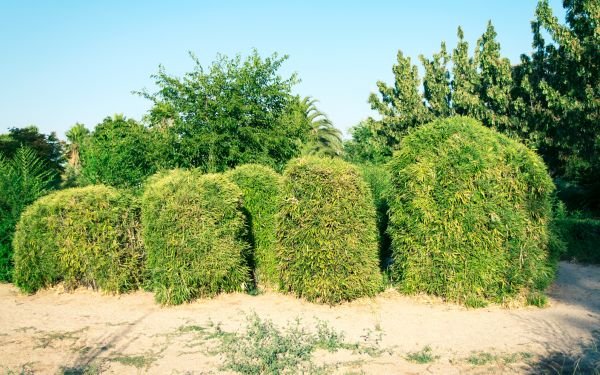 Cost of Bamboo Hedge Removal in Zionsville