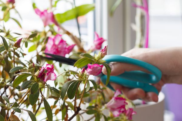 Cost of Azalea Pruning in Zionsville