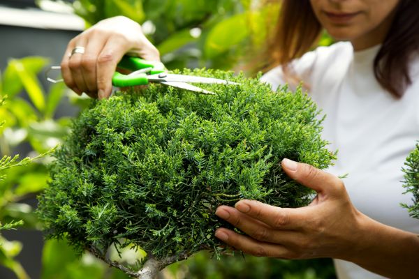 Cost of Juniper Shrub Pruning in Zionsville