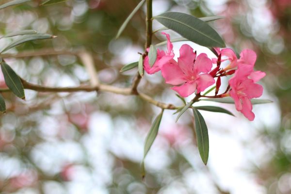 Cost of Oleander Removal in Zionsville