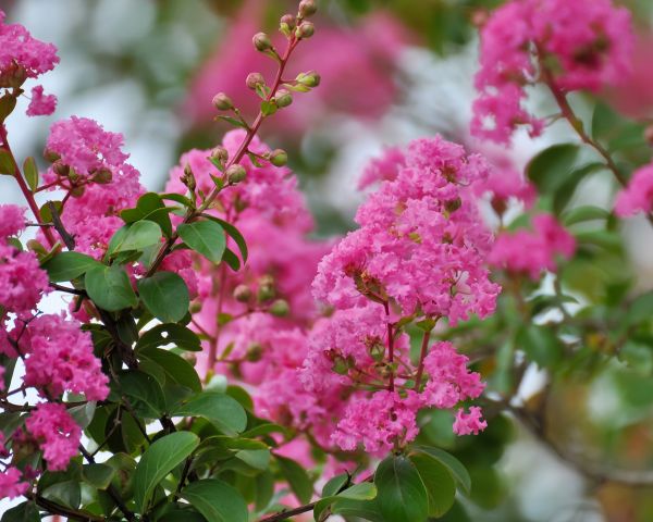 Cost of Crepe Myrtle Removal in Zionsville