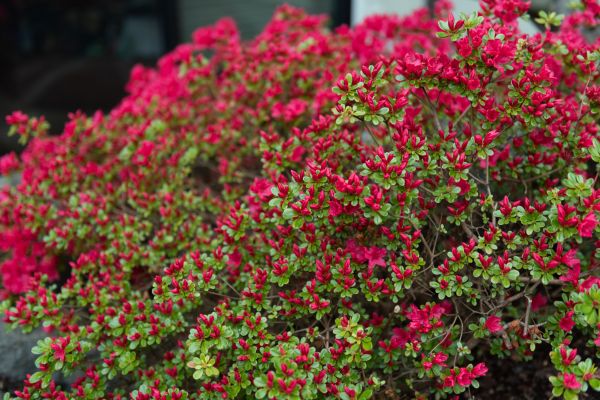 Cost of Weigela Removal Service in Zionsville
