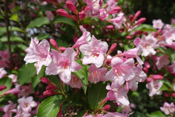 Cost of Weigela Pruning Service in Zionsville