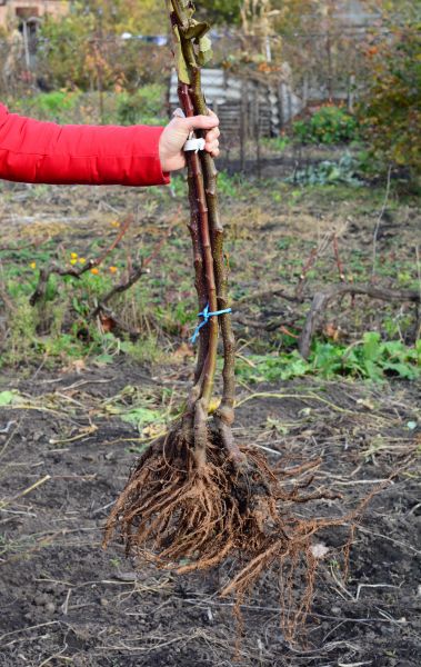 Cost of Shrub Root Removal in Zionsville
