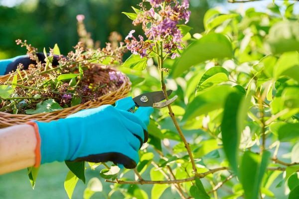 Cost of Lilac Trimming Service in Zionsville